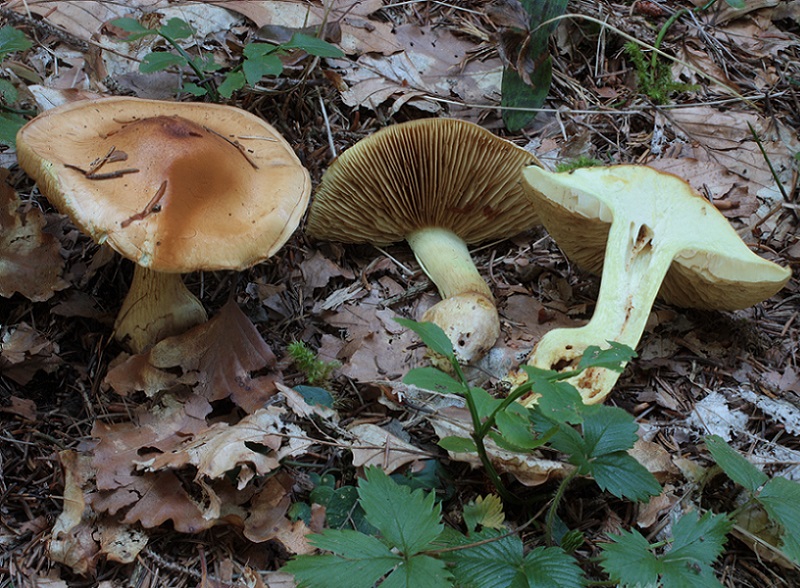 Cortinarius sp